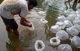 Penyebaran benih ikan tawes oleh Karang Taruna Desa Sragi